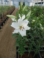 [4276 Bodyguard Mak No01.JPG]